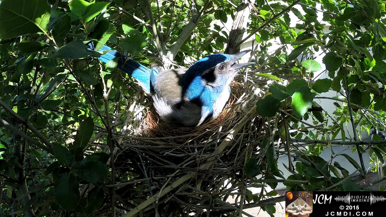 Scrub Jay nest and activity GoPro Hero3+ Black 3-3132015 Santa Clarita JCMDI.COM